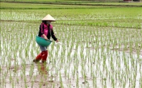 Công văn số 85 của UBND tỉnh Nam Định V/v tập trung chỉ đạo sản xuất lúa vụ Xuân 2022